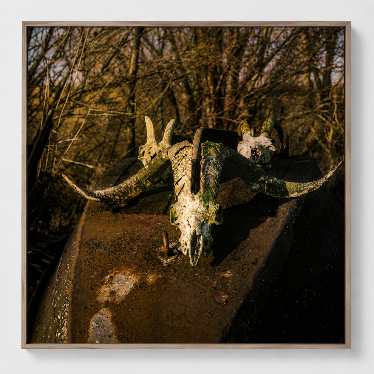 Fine art print 'Bokkenschedels' #013