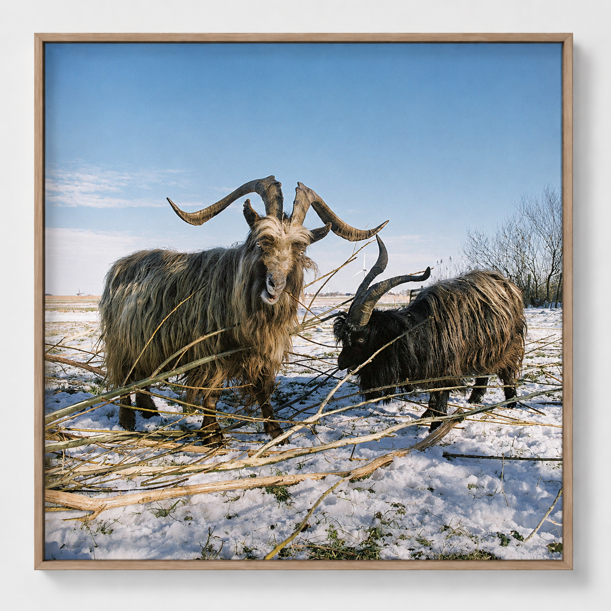 Fine art print 'Bokken in de sneeuw' #011