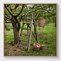 Fine art print 'Appelmand' #014