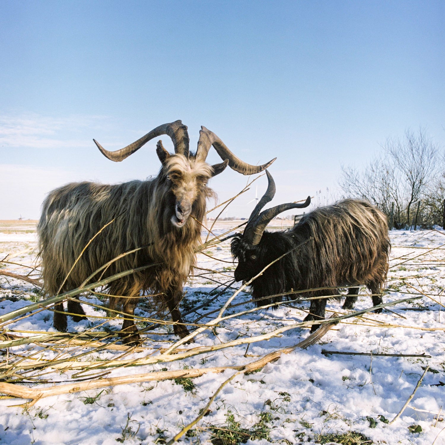 Fine art print 'Bokken in de sneeuw' #011
