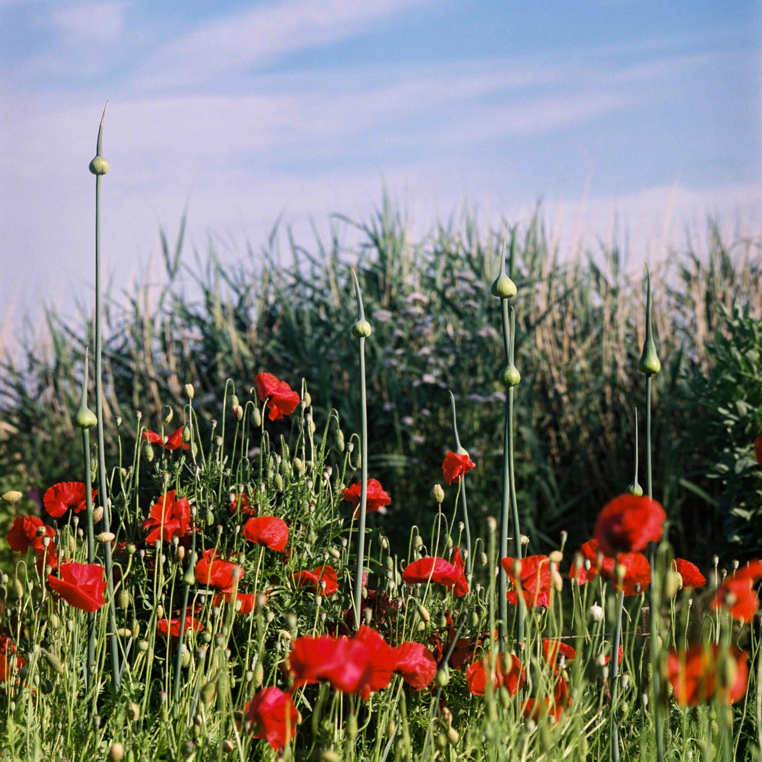 Fine art print 'Klaprozen en uien' #002