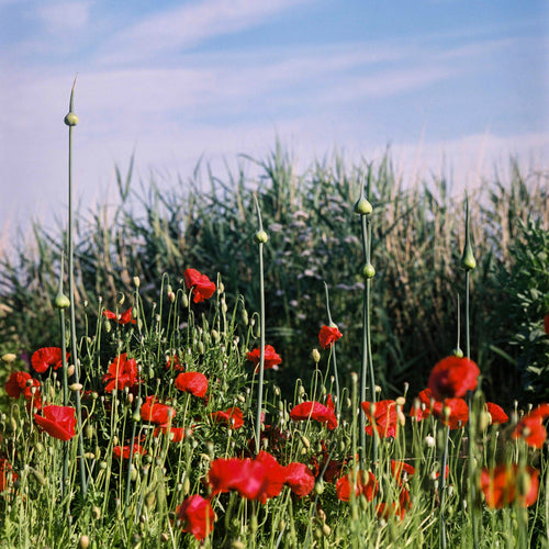 Fine art print #02 'Klaprozen en uien'